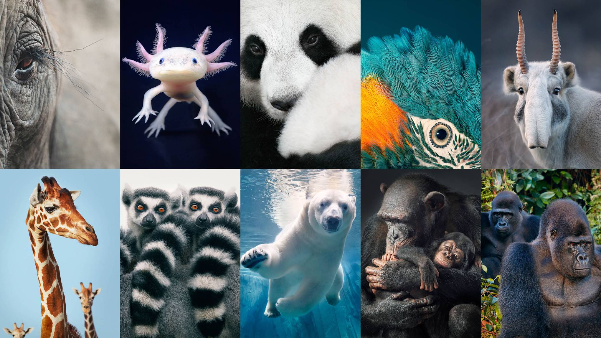 List of some of the endangered animals