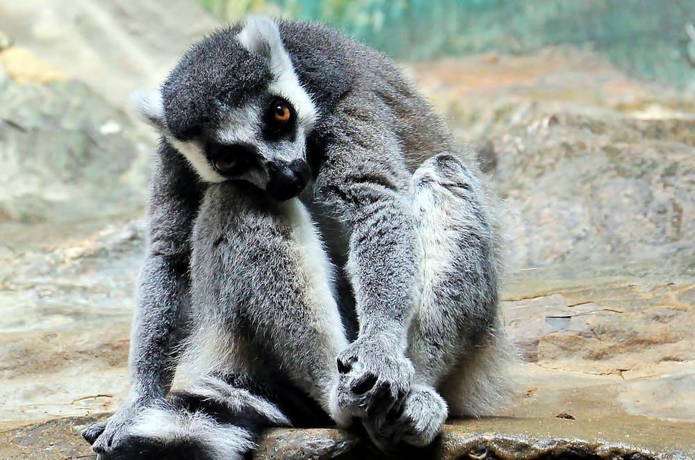 This is a photo of a Lemur