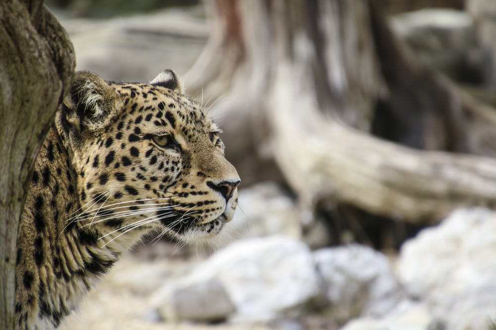 his is a photo of a Snow Leopard