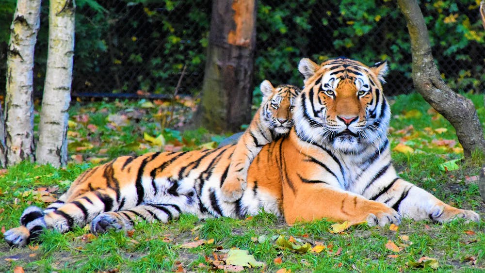 This is a photo of a Tiger